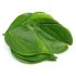 Betel Leaf / Paan Patta 2pc