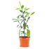 F2C Home Shyama Tulsi Plant With 10 Inch Plastic Pot Combo